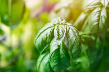 Close-up of basil leaves with blurred background. Warm colors. copy space