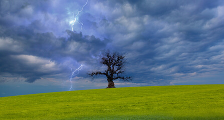 Obraz premium Bright lightning hit the dead tree with green grass field - Stormy sky with thunderbolt over rural landscape