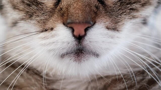 Macro shoot on cat mouth and whiskers 