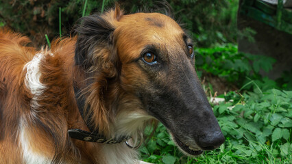 Borzoi dog posing outside. Close-up of a Russian borzoi dog on nature. Big dog Russian Greyhound on the street.