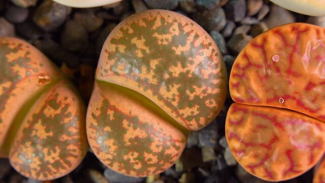Mesembs (Lithops coleorum) South African plant from Namibia in the botanical collection of supersucculent plants
