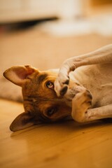 Vertical shot of a dog lying on the floor while shyly covering its face