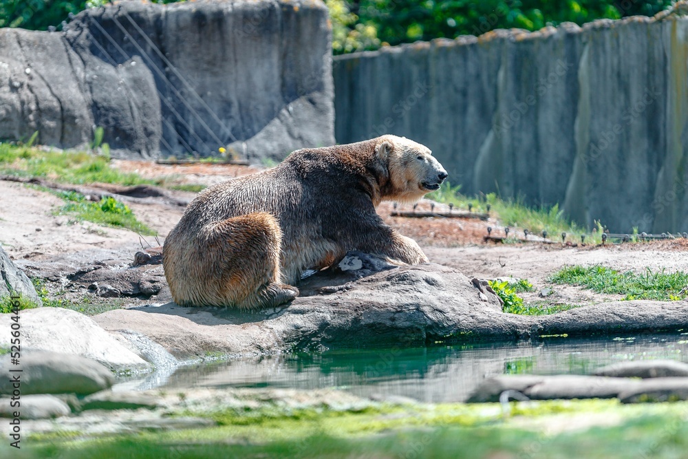 Wall mural polar bear lying on rocks at zoo park