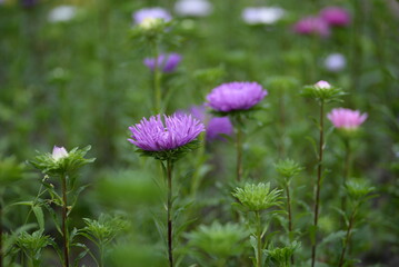 asters pink flowers, asters pink, autumn flowers, asters close-up, photo in good quality, photo close-up, background, photo in good quality, aster buds