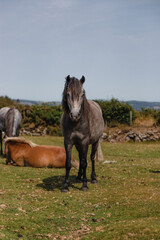 wild ponies