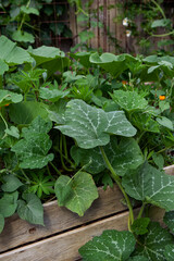 Obraz premium Zucchini and green plants growing in wooden boxes