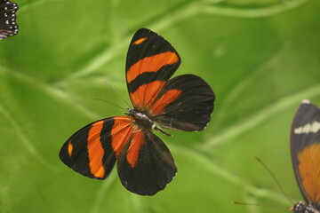 Fototapeta na wymiar Beautiful butterfly on flower. Butterfly background. 