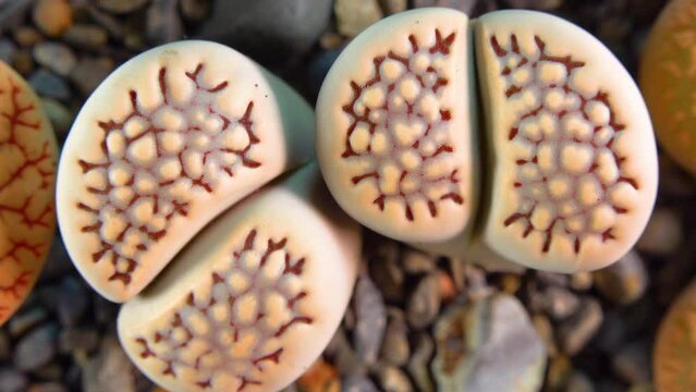 Mesembs (Lithops bromfeldii var. mennellii) South African plant from Namibia in the botanical collection of supersucculent plants
