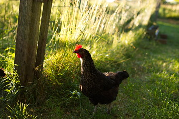 Chickens on a small farm in the country. Small scale poultry farming in Ontario, Canada.