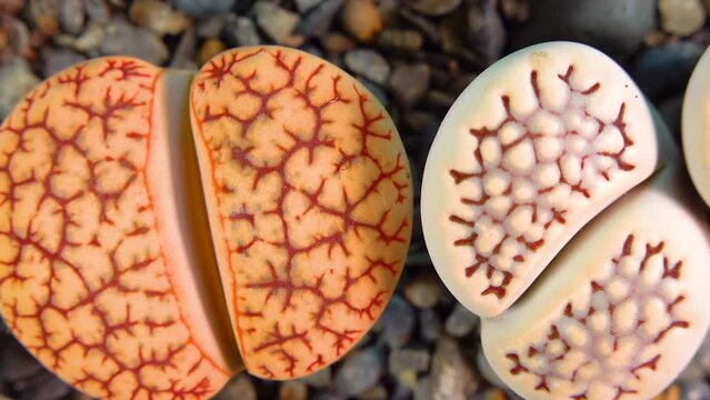 Mesembs (Lithops gracilidelineata, Lithops bromfeldii) South African plant from Namibia in the botanical collection of supersucculent plants