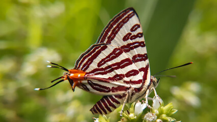 Obraz premium Closeup shot of a long banded silverline butterfly on a flower. Cigaritis lohita. Supper macro photo of insects and bugs