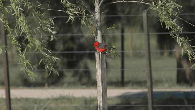 Scarlet-headed blackbird perching on the wire of a fence
