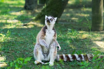 Ring tailed lemur chilli