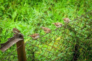 Spotkanie ptaków na wiejskim płotku w śród zieleni traw