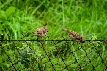 Dwa wróbelki  © Piotr Gancarczyk