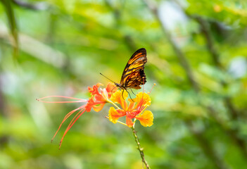 Orange butterfly sipping nectar from a tropical flower.
Gulf Fritillary drinking from Pride of Barbados flower.