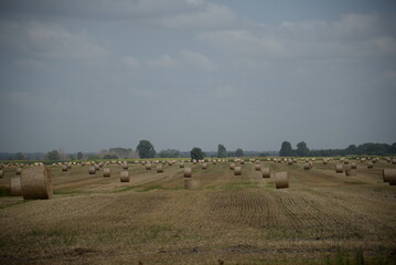 Fototapeta premium round haystack, mowed wheat straw field, haystacks on the field, stubble 
