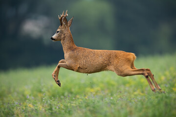 Spooked roe deer, capreolus capreolus, buck running away from danger in summer nature. Animal...