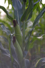 green corn leaves close up, symmetrical background of corn leaves