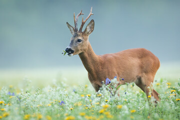 Roe deer, capreolus capreolus, buck grazing on blooming flowerers on a meadow with mist in...
