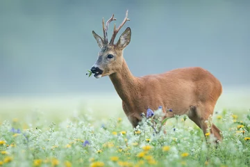 Selbstklebende Fototapeten Roe deer, capreolus capreolus, buck grazing on blooming flowerers on a meadow with mist in background. Animal wildlife in unspoiled nature. Wild mammal with antlers feeding on a glade. © WildMedia