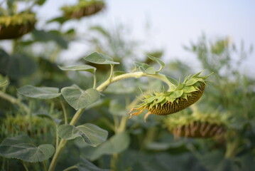 field of ripe sunflower heads, sunflower field close-up, sunflower field, ukrainian harvest field against the blue sky vegetable oil, the flowers of which make vegetable oil