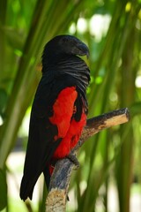 Vertical shot of a Pesquet's parrot on the blurry background © Wirestock Creators