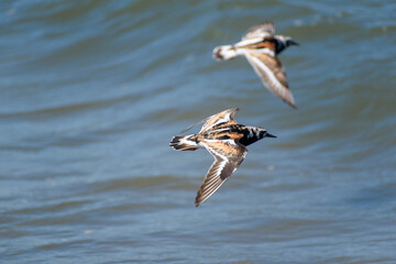 Close-Up View of Two Ruddy Turnstone Sandpiper Birds Flying Over the Ocean Along Delaware's Shoreline 