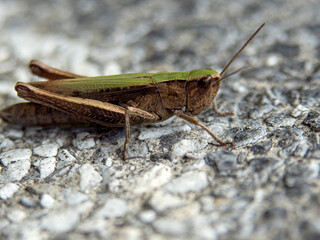 pasikonik © Henryk Olszewski