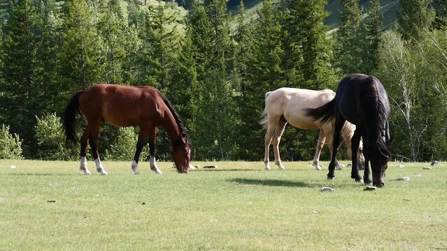 Beautiful herd of horses eating grass on the field on summer day.