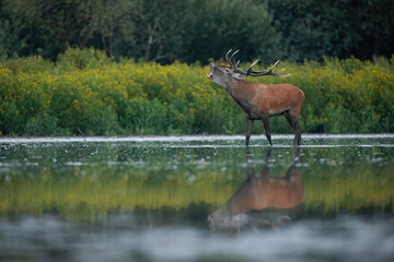 Red deer, cervus elaphus, stag standing in water and roaring during rutting season. Hoofed mammal with large antlers on a riverside with yellow colors in background.