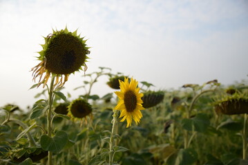 field of ripe sunflower heads, sunflower field close-up, sunflower field, ukrainian harvest field against the blue sky