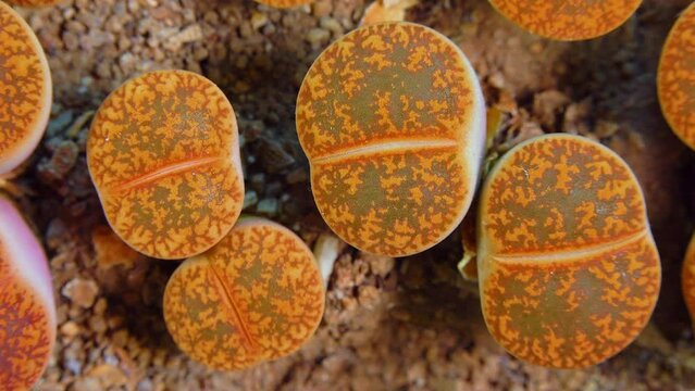 Mesembs (Lithops aucampiae) South African plant from Namibia in the botanical collection of supersucculent plants