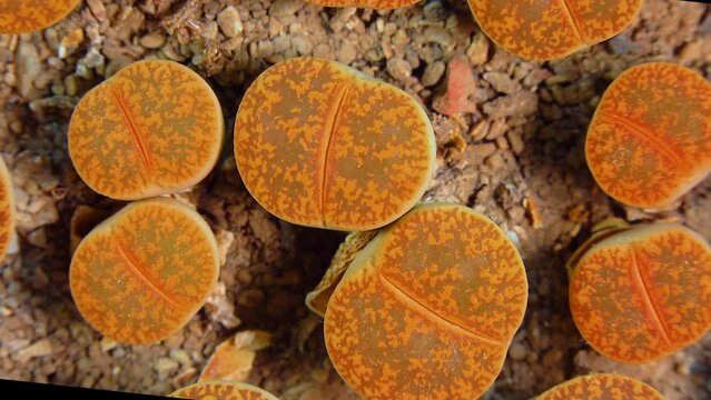 Mesembs (Lithops aucampiae) South African plant from Namibia in the botanical collection of supersucculent plants