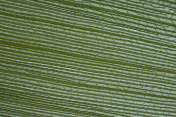 macro photography of leaf texture - you can see cells