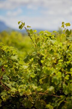 Vertical shot of green grapes growing in a vineyard of Constantia, Cape Town, South Africa