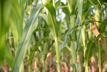 corn field against the blue sky, corn cobs, corn meadow, green leaves, corn stalks