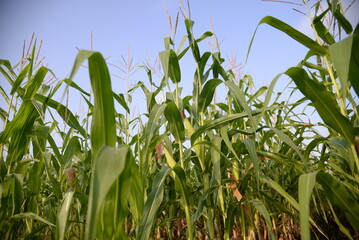 corn field against the blue sky, corn cobs, corn meadow, green leaves, corn stalks