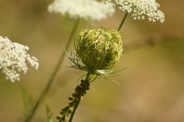 Closeup of wild carrot bud with blurred plants on background