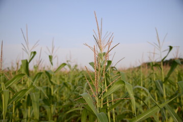 Fototapeta na wymiar corn field against the blue sky, corn cobs, corn meadow, green leaves, corn stalks