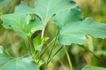 Closeup of common cocklebur leaves with selective focus on foreground
