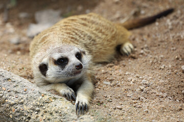 The Suricata suricatta or meerkat is sit down and rest on sand floor