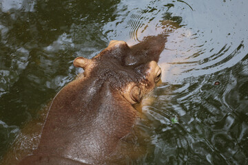 Close up head The Big hippopotamus is float in river