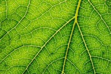 macro photography of leaf texture - you can see cells