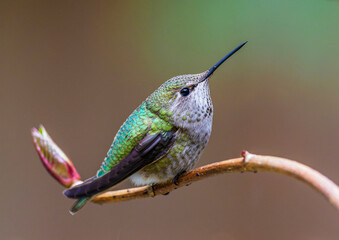 Anna's Hummingbird (Calypte anna)