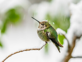 Anna's Hummingbird in Snow