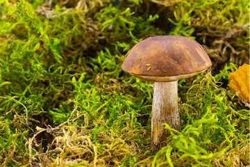 Birch bolete among bright green moss on forest glade. Leccinum scabrum or rough-stemmed bolete, scaber stalk or birch bolete, is an edible mushroom