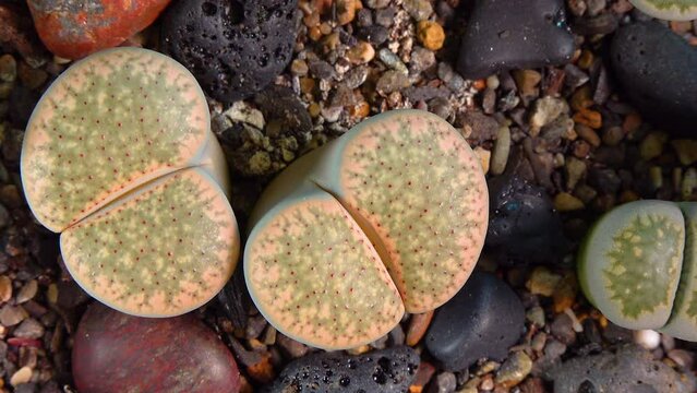 Mesembs (Lithops verruculosa) South African plant from Namibia in the botanical collection of supersucculent plants