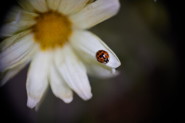 ladybug on a white-orange flower in a macro photo