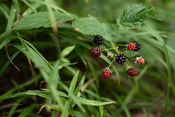 blackberries ripening on bush among grass in forest